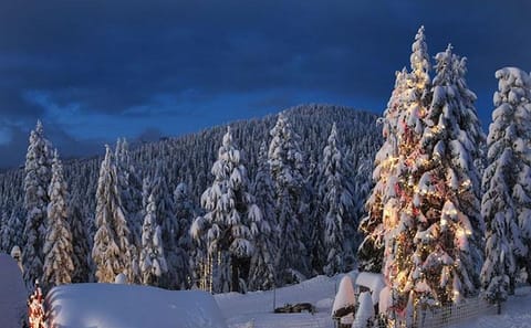 Private Vancouver Day Tour to Grouse Mountain and Capilano Bridge
