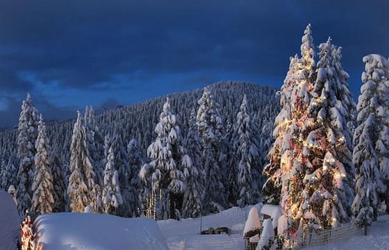 Vancouver Perfect Day Tour Grouse Mountain`& Capilano Suspention Bridge Private