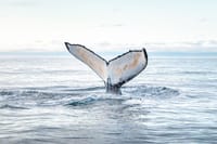 Humpback whale diving