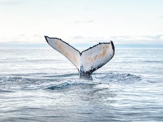 Humpback whale diving