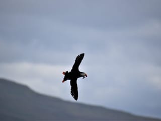 Reykjavík Classic Puffin Watching, photo 19