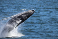 Humpback whale leaping out of the ocean near Reykjavík