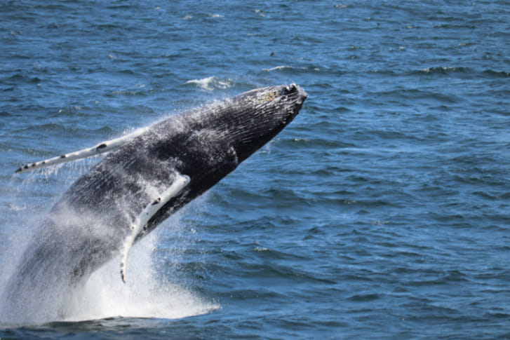 Humpback whale leaping out of the ocean near Reykjavík