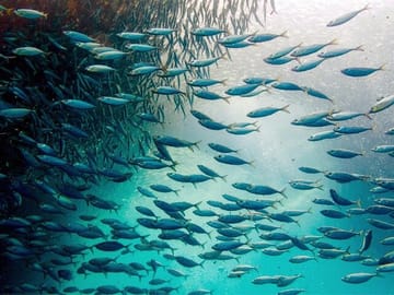 Private Snorkeling Tour of Moalboal's Sardine Run in Cebu