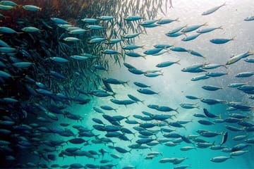 Private Snorkeling Tour of Moalboal's Sardine Run in Cebu