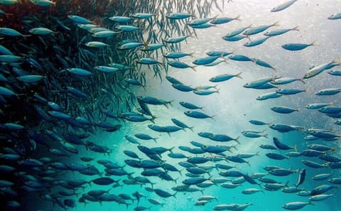 Private Snorkeling Tour of Moalboal's Sardine Run in Cebu