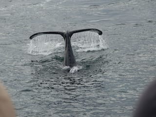 Whale watching - Downtown Reykjavík, photo 14