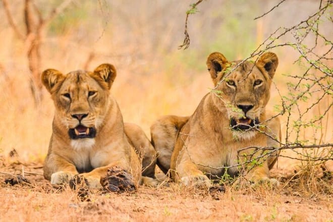 7-Day Lake Mburo Wildlife Experience photo 6