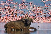 Lake Nakuru National park