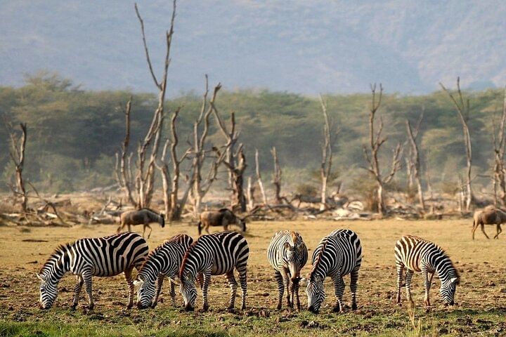 4-Day From Zanzibar Manyara, Serengeti & Ngorongoro Best Luxury Safari