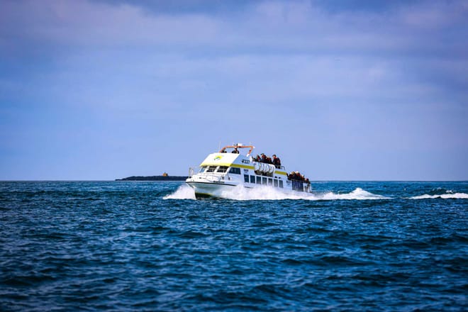Puffin, island, and volcano boat tour photo 5