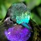 Purple throaded Mountain-gen Monteverde Cloud Forest tour