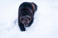 Visit to Ranua Arctic Wildlife Park - Rovaniemi 10