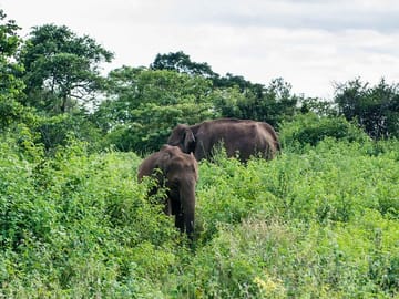 udawalawe national park