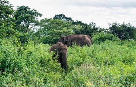 Udawalawe National Park Full Day Safari