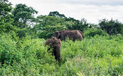 Full Day Safari Experience in Udawalawe National Park