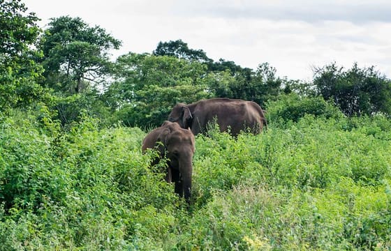 Udawalawe National Park Full Day Safari
