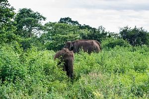 Udawalawe National Park Private Safari
