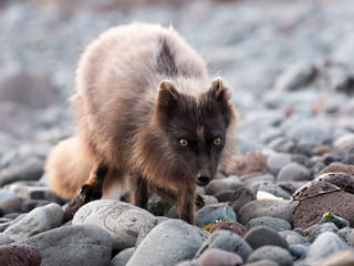 Midnight Sun & Arctic Foxes, photo 9