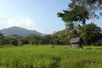 Polonnaruwa Ancient City and Habarana Day Tour from Sigiriya 4