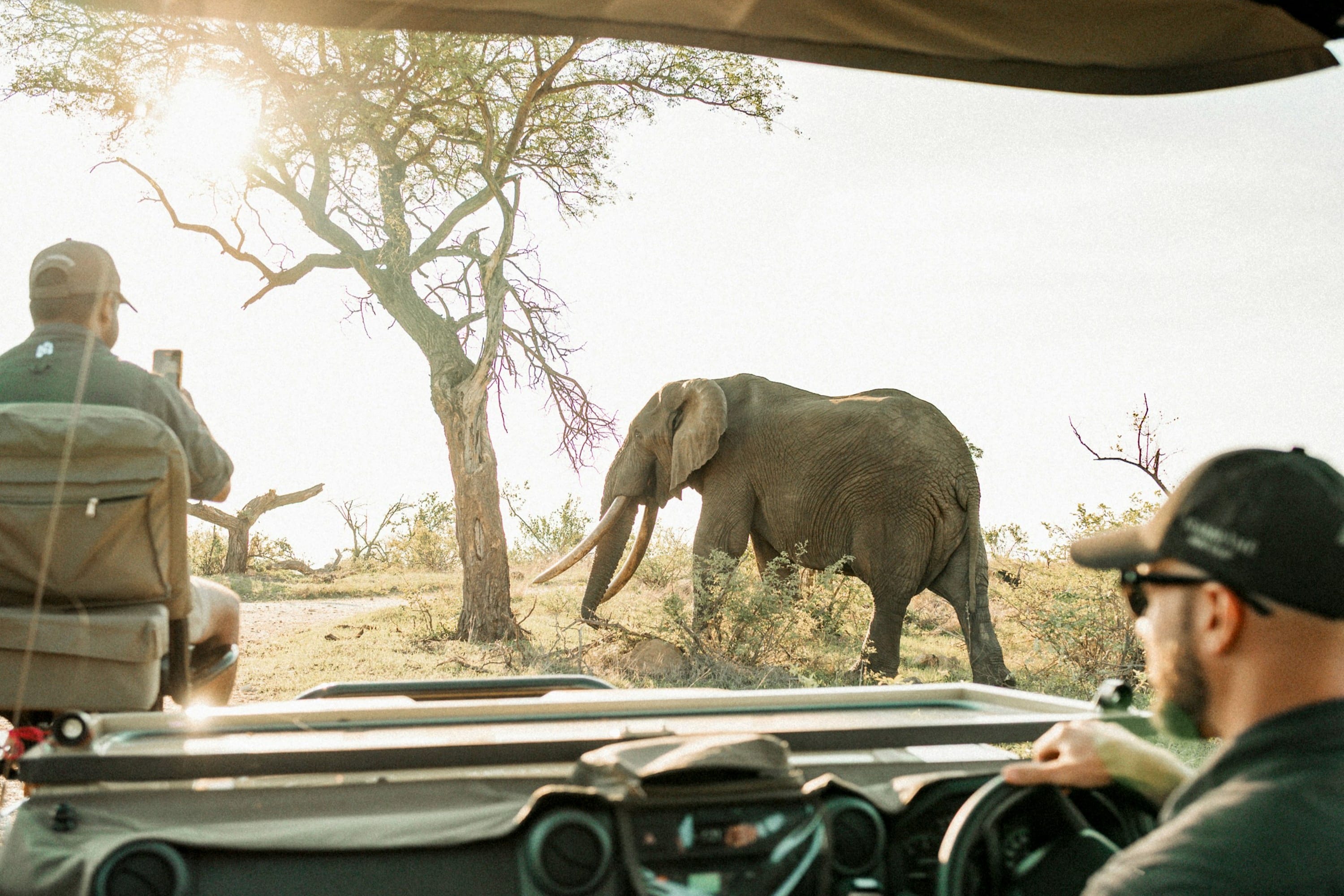 View from inside a safari car of an African elephant near a baobab tree in Tanzania.