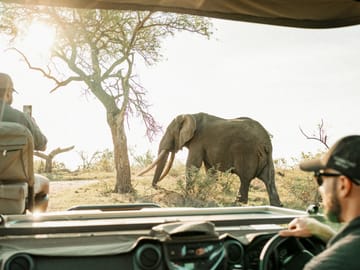Up-close elephant sighting from a safari vehicle in Tarangire National Park.