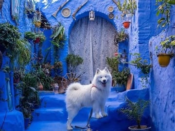 Private Transfer from Tangier to Fes with Chefchaouen Stop
