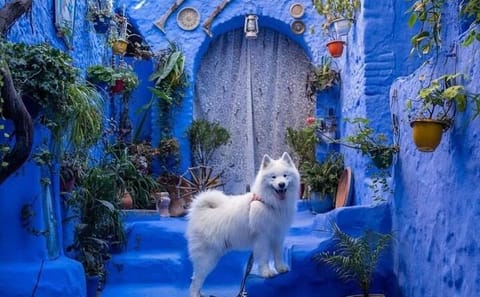 Private Transfer from Tangier to Fes with Chefchaouen Stop