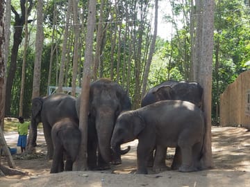From Bangkok: Pattaya Ethical Elephant Jungle  Sanctuary Day Trip