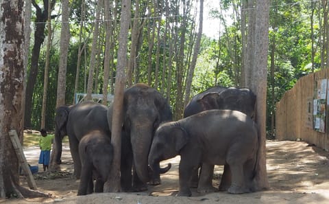 Chiang Mai: Ethical Elephant Sanctuary Interactive Tour