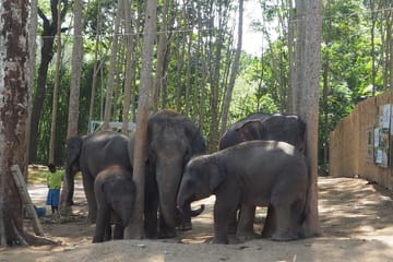Pattaya: Ethical Elephant Sanctuary Day Trip (EJS Pattaya)