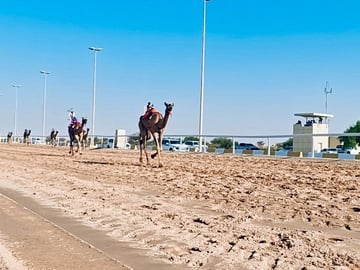 Camel Racing Track and Sheikh Faisal Museum Tour