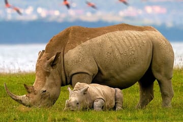 2 Days Tour Lake Nakuru Hells Gate and Lake Naivasha from Nairobi