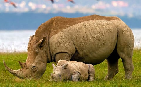 2-Day Adventure Tour of Lake Nakuru and Hell's Gate from Nairobi