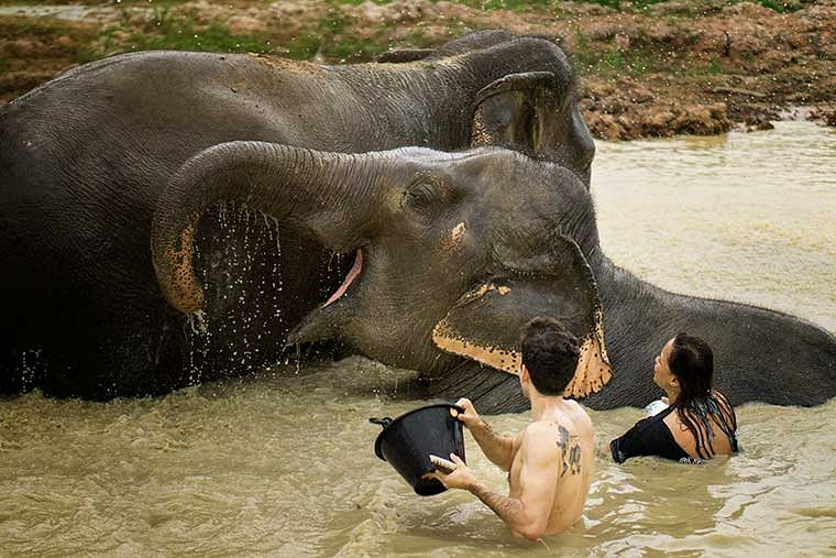 Chiang Mai Elephant Jungle Sanctuary Half Day Tour