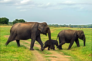 Elephant Explorer Tour from Udawalawe