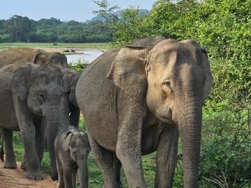 Yala National Park Safari Tours: Morning/ Evening /Full Day
