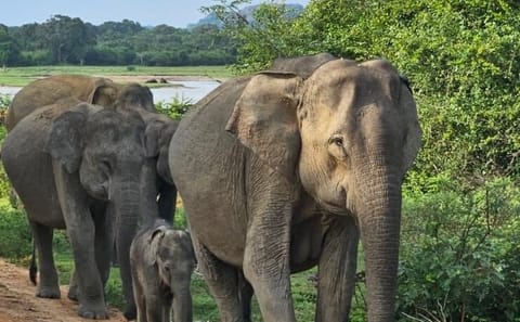 Yala National Park Safari Tours: Morning/ Evening /Full Day