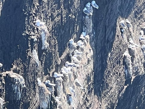 Reykjanes Peninsula Private Tour: Geothermal Areas, Volcanoes, Cliffs & Bridge Between Continents | Complimentary KEF Airport Pickup or Drop, photo 22