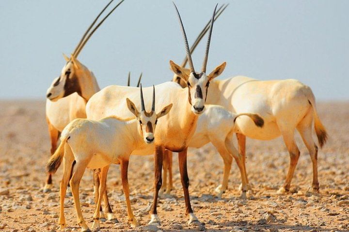 Private 4x4 Morning Desert Drive with Wildlife Experience & Sandboarding