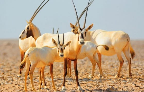 Private 4×4 Morning Desert Drive with Wildlife Experience & Sandboarding