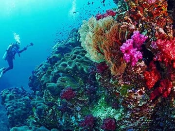 Scuba Diving Day Trip in Hurghada “Beginner”