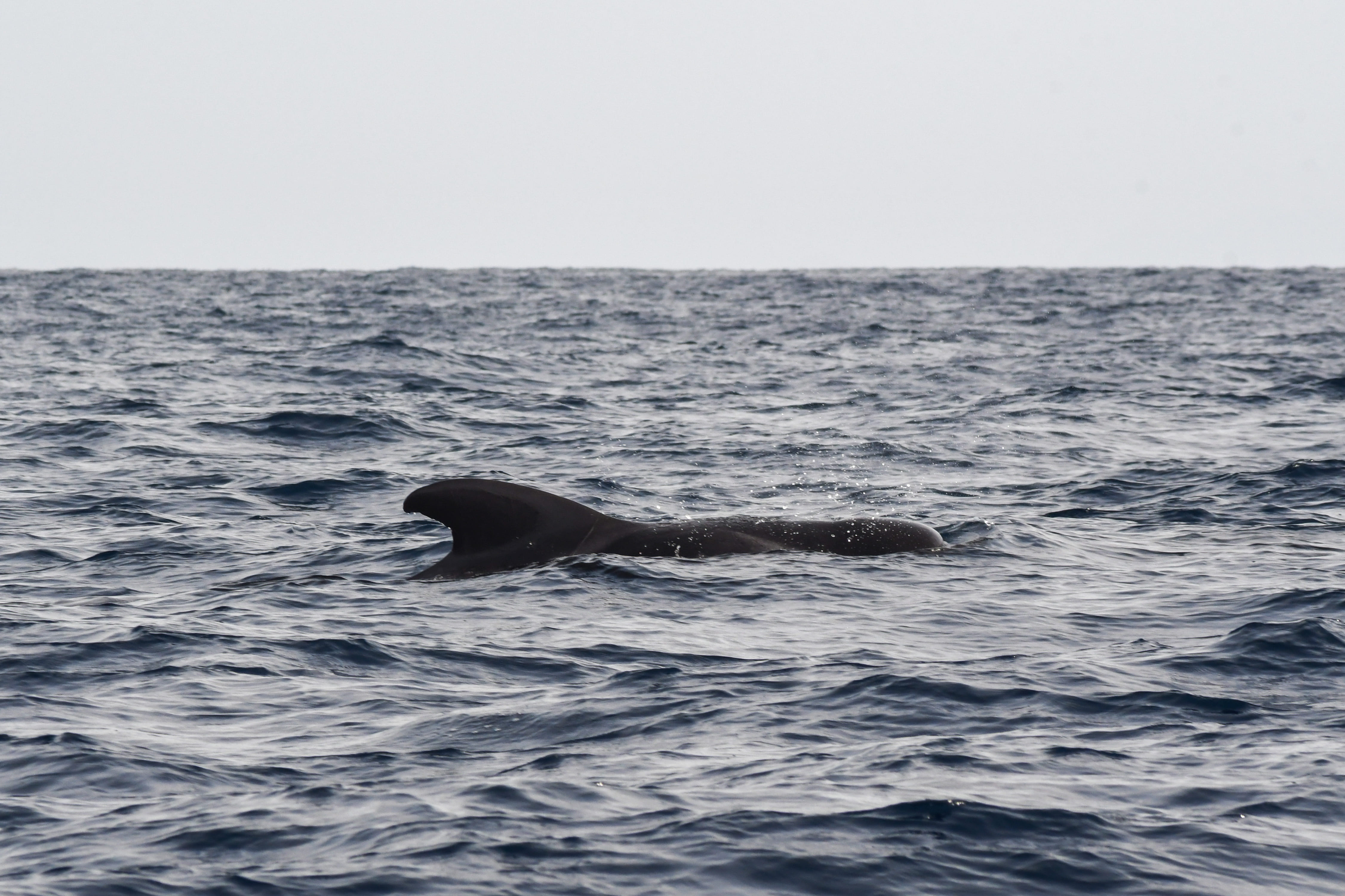 whale dolphins watching tour madeira funchal