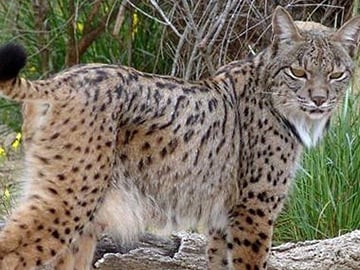 DOÑANA NATIONAL PARK (Iberian Lynx)