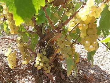 Kefalonia Wine and Gastronomy Tour at Sclavos Estate