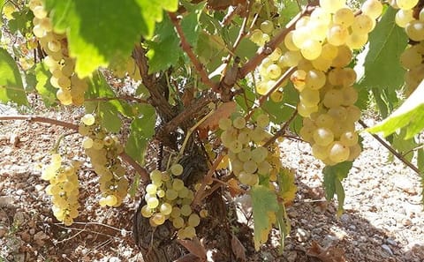 Kefalonia Wine and Gastronomy Tour at Sclavos Estate