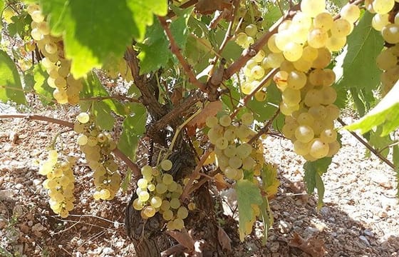 Sklavos Estate : Kefalonia Wine & Gastronomy Experience