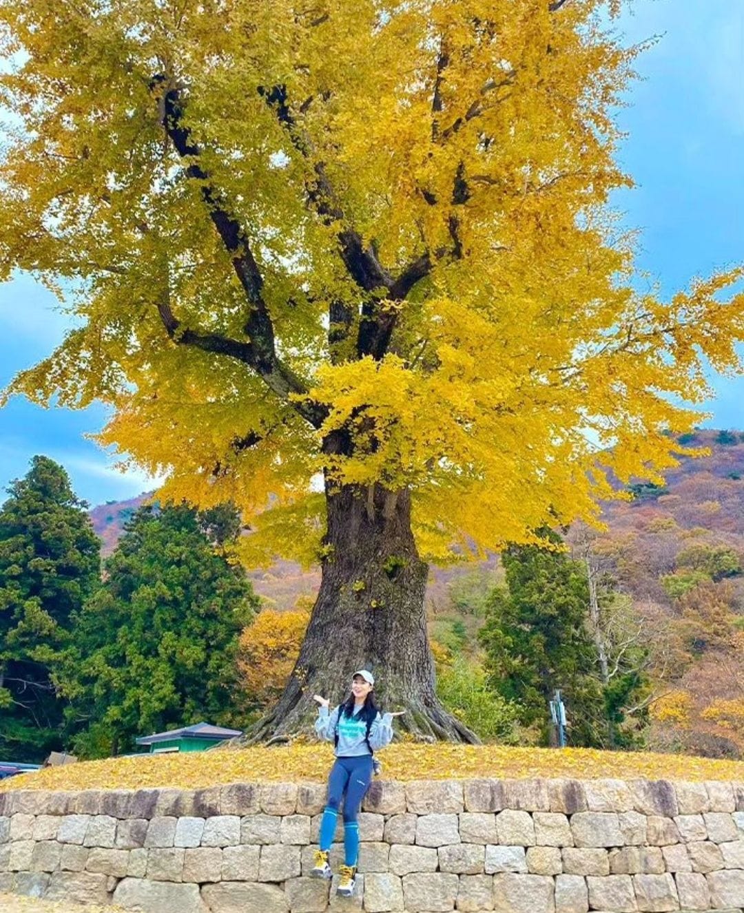 A massive centuries-old ginkgo tree in full yellow foliage at Beomeosa Temple.