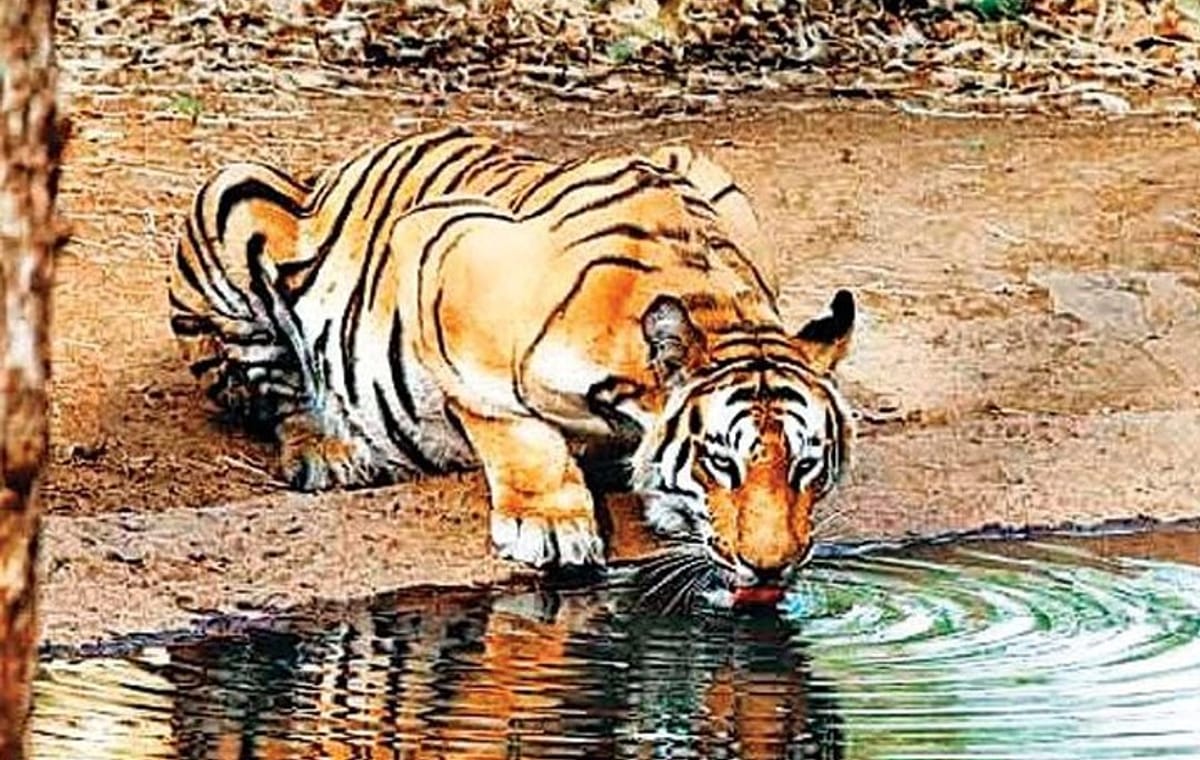 Private Day Trip to Sariska National Park (Tiger Safari) From Jaipur