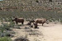 A Crash of Rhino Rhinoceros